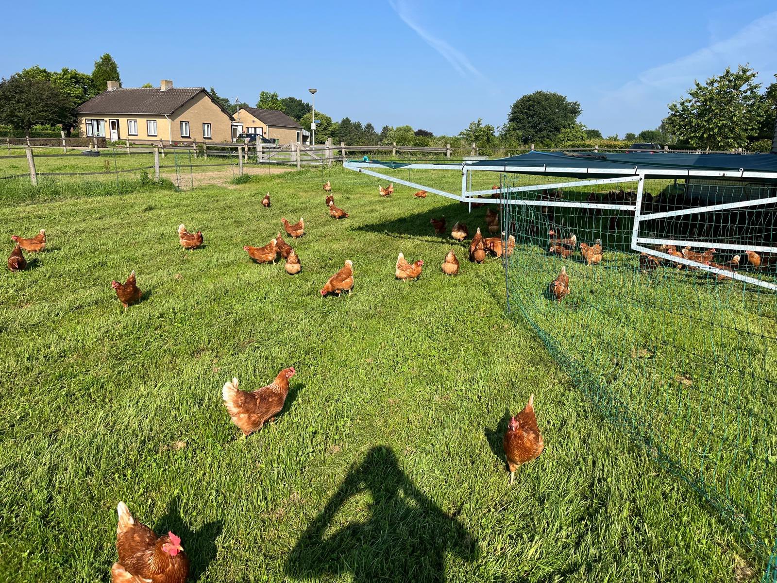 Maak kennis met onze kippen!